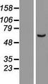 ARHGAP15 Protein - Western validation with an anti-DDK antibody * L: Control HEK293 lysate R: Over-expression lysate