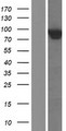 ARHGAP18 Protein - Western validation with an anti-DDK antibody * L: Control HEK293 lysate R: Over-expression lysate