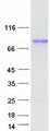 ARHGAP22 / RhoGAP2 Protein - Purified recombinant protein ARHGAP22 was analyzed by SDS-PAGE gel and Coomassie Blue Staining