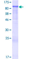 ARHGAP24 Protein - 12.5% SDS-PAGE of human ARHGAP24 stained with Coomassie Blue