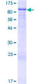 ARHGAP24 Protein - 12.5% SDS-PAGE of human ARHGAP24 stained with Coomassie Blue