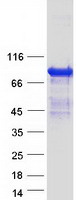 ARHGAP24 Protein - Purified recombinant protein ARHGAP24 was analyzed by SDS-PAGE gel and Coomassie Blue Staining