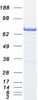 ARHGAP25 Protein - Purified recombinant protein ARHGAP25 was analyzed by SDS-PAGE gel and Coomassie Blue Staining