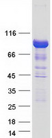 ARHGAP26 / GRAF Protein - Purified recombinant protein ARHGAP26 was analyzed by SDS-PAGE gel and Coomassie Blue Staining