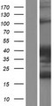 ARHGAP27 Protein - Western validation with an anti-DDK antibody * L: Control HEK293 lysate R: Over-expression lysate
