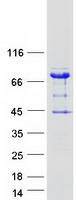 ARHGAP27 Protein - Purified recombinant protein ARHGAP27 was analyzed by SDS-PAGE gel and Coomassie Blue Staining