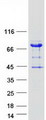 ARHGAP27 Protein - Purified recombinant protein ARHGAP27 was analyzed by SDS-PAGE gel and Coomassie Blue Staining
