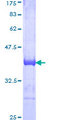 ARHGAP29 / PARG1 Protein - 12.5% SDS-PAGE Stained with Coomassie Blue.