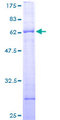 ARHGAP32 / RICS / p250GAP Protein - 12.5% SDS-PAGE of human RICS stained with Coomassie Blue
