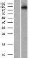 ARHGAP33 / SNX26 Protein - Western validation with an anti-DDK antibody * L: Control HEK293 lysate R: Over-expression lysate