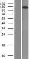 ARHGAP39 Protein - Western validation with an anti-DDK antibody * L: Control HEK293 lysate R: Over-expression lysate