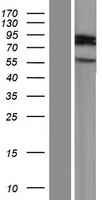 ARHGAP40 Protein - Western validation with an anti-DDK antibody * L: Control HEK293 lysate R: Over-expression lysate