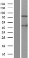 ARHGAP9 Protein - Western validation with an anti-DDK antibody * L: Control HEK293 lysate R: Over-expression lysate