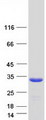 ARHGDIA / RHOGDI Protein - Purified recombinant protein ARHGDIA was analyzed by SDS-PAGE gel and Coomassie Blue Staining