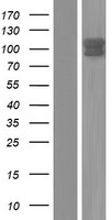 ARHGEF1 Protein - Western validation with an anti-DDK antibody * L: Control HEK293 lysate R: Over-expression lysate