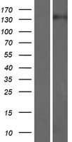 ARHGEF10L Protein - Western validation with an anti-DDK antibody * L: Control HEK293 lysate R: Over-expression lysate