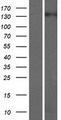 ARHGEF10L Protein - Western validation with an anti-DDK antibody * L: Control HEK293 lysate R: Over-expression lysate
