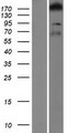 ARHGEF11 Protein - Western validation with an anti-DDK antibody * L: Control HEK293 lysate R: Over-expression lysate