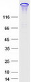 ARHGEF11 Protein - Purified recombinant protein ARHGEF11 was analyzed by SDS-PAGE gel and Coomassie Blue Staining