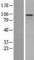 ARHGEF15 Protein - Western validation with an anti-DDK antibody * L: Control HEK293 lysate R: Over-expression lysate