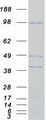 ARHGEF15 Protein - Purified recombinant protein ARHGEF15 was analyzed by SDS-PAGE gel and Coomassie Blue Staining