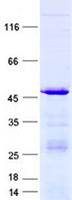 ARHGEF16 Protein