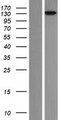 ARHGEF18 Protein - Western validation with an anti-DDK antibody * L: Control HEK293 lysate R: Over-expression lysate