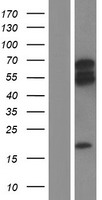 ARHGEF3 / XPLN Protein - Western validation with an anti-DDK antibody * L: Control HEK293 lysate R: Over-expression lysate