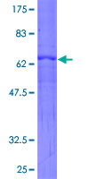ARHGEF3 / XPLN Protein - 12.5% SDS-PAGE of human ARHGEF3 stained with Coomassie Blue