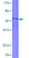 ARHGEF3 / XPLN Protein - 12.5% SDS-PAGE of human ARHGEF3 stained with Coomassie Blue