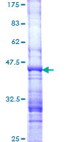 ARHGEF3 / XPLN Protein - 12.5% SDS-PAGE Stained with Coomassie Blue.