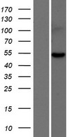 ARHGEF35 Protein - Western validation with an anti-DDK antibody * L: Control HEK293 lysate R: Over-expression lysate