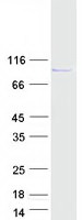 ARHGEF35 Protein - Purified recombinant protein ARHGEF35 was analyzed by SDS-PAGE gel and Coomassie Blue Staining