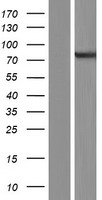 ARHGEF37 Protein - Western validation with an anti-DDK antibody * L: Control HEK293 lysate R: Over-expression lysate