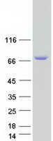 ARHGEF37 Protein - Purified recombinant protein ARHGEF37 was analyzed by SDS-PAGE gel and Coomassie Blue Staining