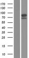 ARHGEF4 Protein - Western validation with an anti-DDK antibody * L: Control HEK293 lysate R: Over-expression lysate