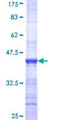 ARHGEF4 Protein - 12.5% SDS-PAGE Stained with Coomassie Blue.