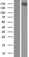 ARHGEF40 / SOLO Protein - Western validation with an anti-DDK antibody * L: Control HEK293 lysate R: Over-expression lysate