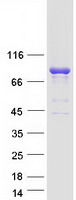 ARHGEF7 Protein - Purified recombinant protein ARHGEF7 was analyzed by SDS-PAGE gel and Coomassie Blue Staining