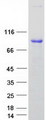ARHGEF7 Protein - Purified recombinant protein ARHGEF7 was analyzed by SDS-PAGE gel and Coomassie Blue Staining