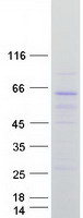 ARHGEF9 / Collybistin Protein - Purified recombinant protein ARHGEF9 was analyzed by SDS-PAGE gel and Coomassie Blue Staining
