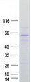 ARHGEF9 / Collybistin Protein - Purified recombinant protein ARHGEF9 was analyzed by SDS-PAGE gel and Coomassie Blue Staining