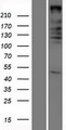 ARID1A / BAF250 Protein - Western validation with an anti-DDK antibody * L: Control HEK293 lysate R: Over-expression lysate