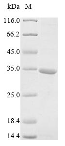 ARID1A / BAF250 Protein - (Tris-Glycine gel) Discontinuous SDS-PAGE (reduced) with 5% enrichment gel and 15% separation gel.