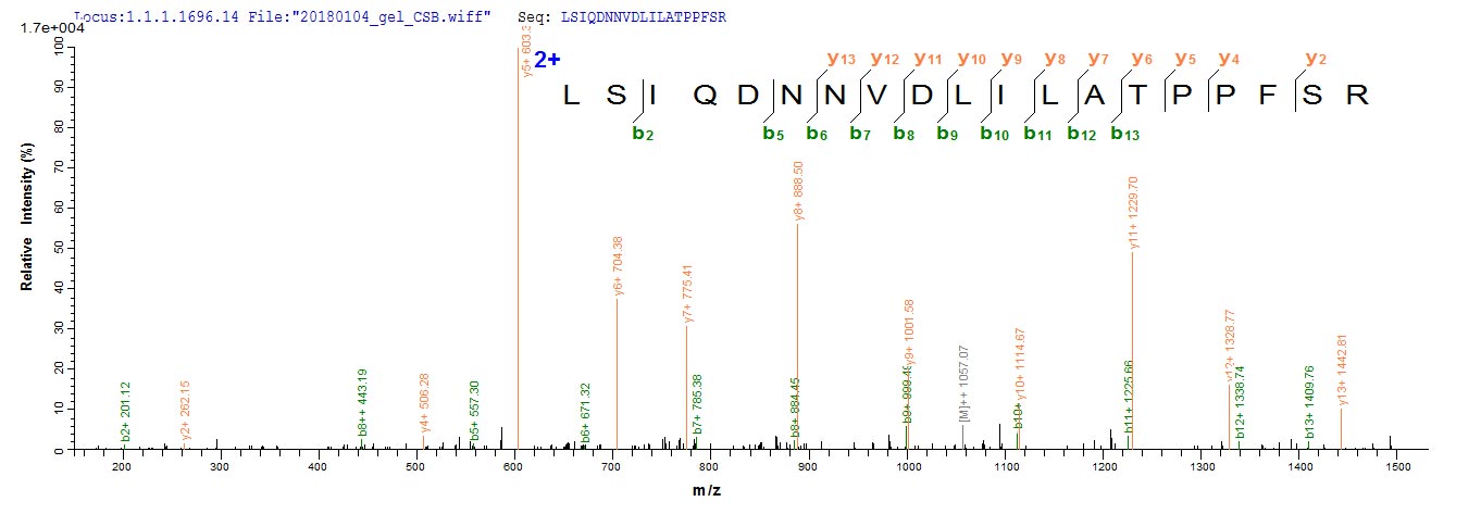 ARID1A / BAF250 Protein - Based on the SEQUEST from database of E.coli host and target protein, the LC-MS/MS Analysis result of Recombinant Human AT-rich interactive domain-containing protein 1A(ARID1A),partial could indicate that this peptide derived from E.coli-expressed Homo sapiens (Human) ARID1A.