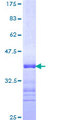 ARID1A / BAF250 Protein - 12.5% SDS-PAGE Stained with Coomassie Blue.
