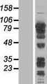 ARID3A / DRIL1 Protein - Western validation with an anti-DDK antibody * L: Control HEK293 lysate R: Over-expression lysate