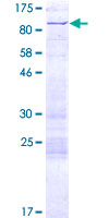 ARID3A / DRIL1 Protein - 12.5% SDS-PAGE of human ARID3A stained with Coomassie Blue