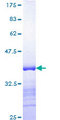 ARID3A / DRIL1 Protein - 12.5% SDS-PAGE Stained with Coomassie Blue.