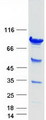 ARID3A / DRIL1 Protein - Purified recombinant protein ARID3A was analyzed by SDS-PAGE gel and Coomassie Blue Staining